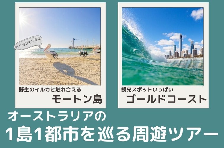 野生のイルカと触れ合える モートン島 人気観光地 ゴールドコースト へ行くおすすめツアー紹介 トラベルスタンダードジャパン