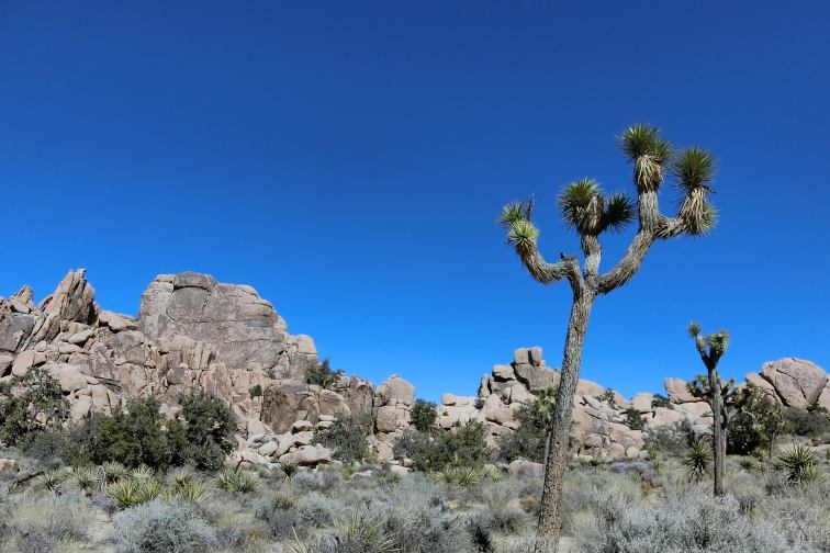 直行便で行ける！カリフォルニア・ロサンゼルス～ちょっと郊外で楽しむ