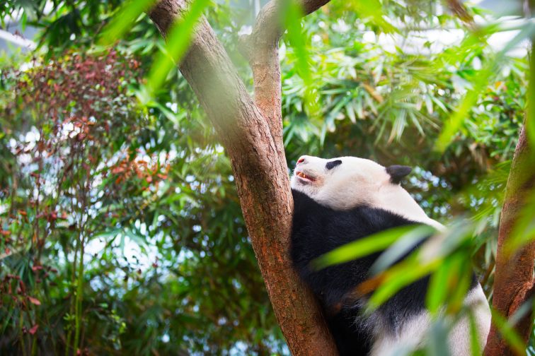 自力で行く ツアーで行く シンガポールの3大動物園 ナイトサファリ リバーサファリ シンガポール動物園 の内容 行き方 料金まとめ トラベルスタンダードジャパン