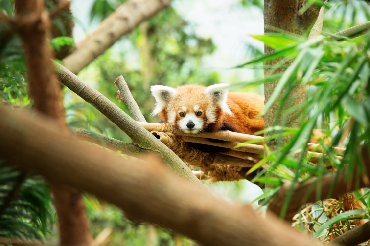 自力で行く ツアーで行く シンガポールの3大動物園 ナイトサファリ リバーサファリ シンガポール動物園 の内容 行き方 料金まとめ トラベルスタンダードジャパン