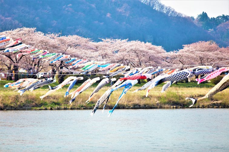 お花見2021 桜名所 コロナ 岩手 北上展勝地