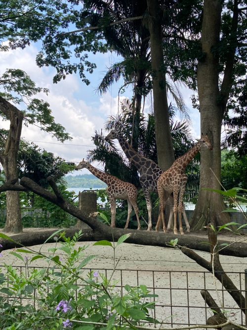 シンガポール動物園