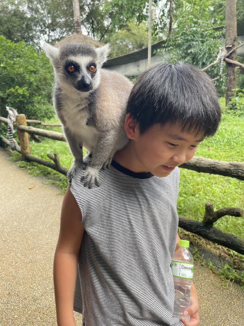 ワオキツネザルは普通に乗ってきます（笑）