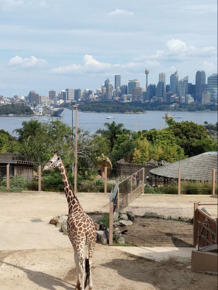 タロンガ動物園