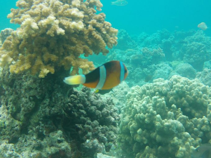 ヒルトゥガン島の沖合シュノーケリング。ニモ（クマノミ）にも出会えました！