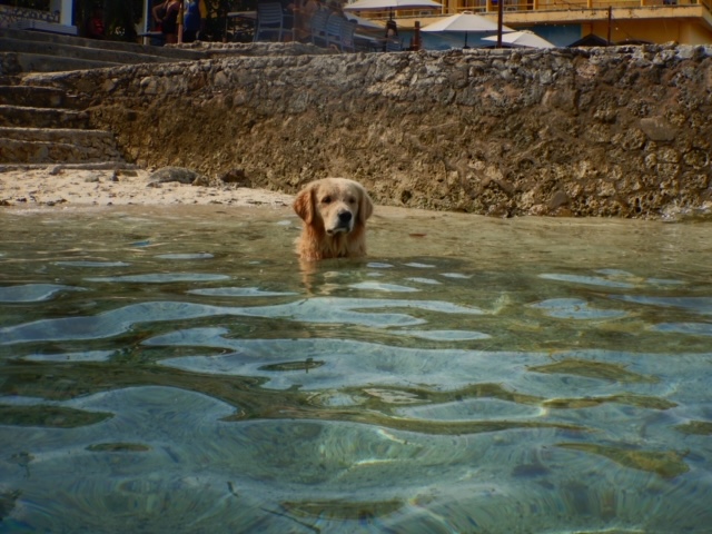 ウミガメツアーのときに海にいた犬