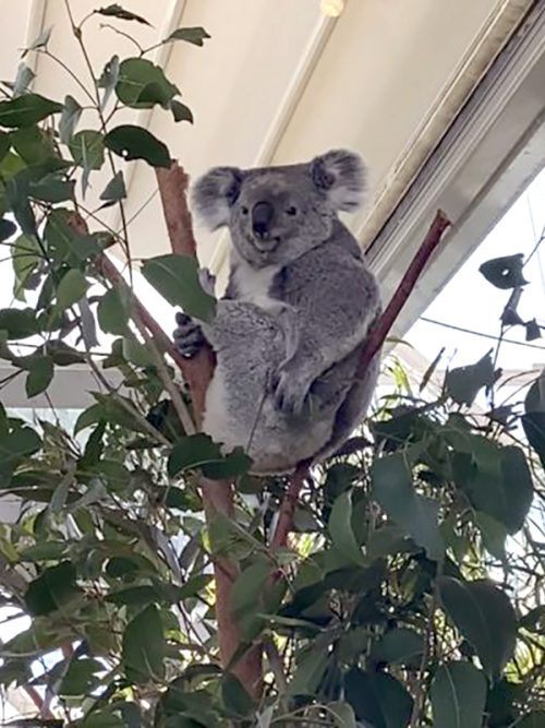 ワイルドライフ・シドニー動物園