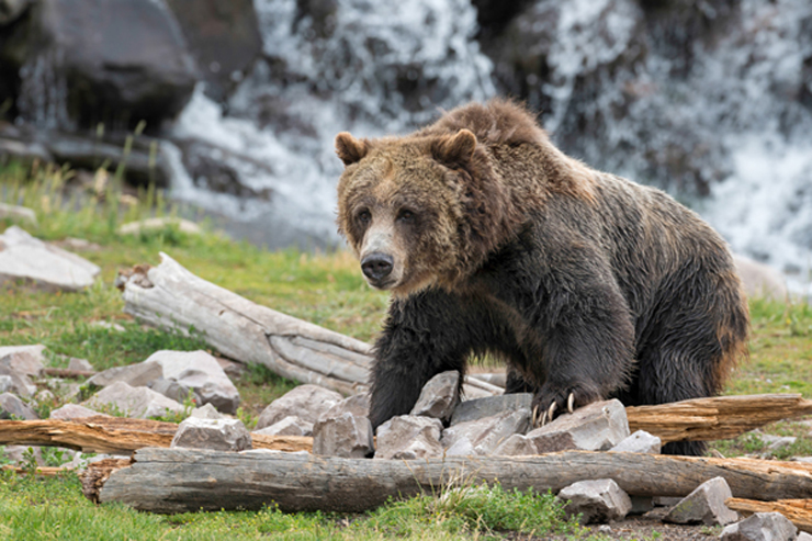 アメリカの世界遺産 ヨセミテ国立公園 の秘密 あの有名なブランドのロゴが 海外旅行 海外ツアーはトラベル スタンダード ジャパン